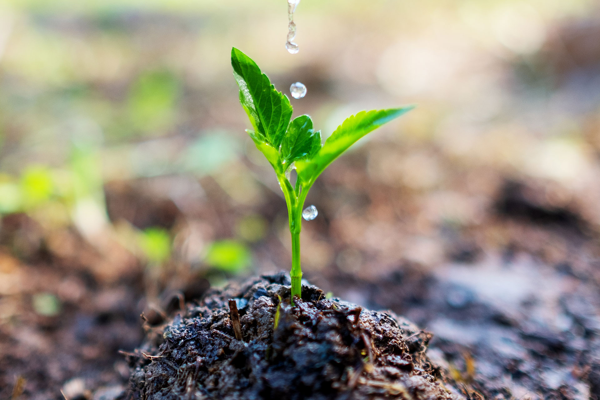 Water Resources, Soil Health & Food
